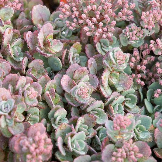This Sedum Cauticola Lidakense, also known as a Cliff Stonecrop due to it's propensity for growing on cliffs, is native to Japan. It is a very low maintenence ground cover or container plant and thrives in many different zones.