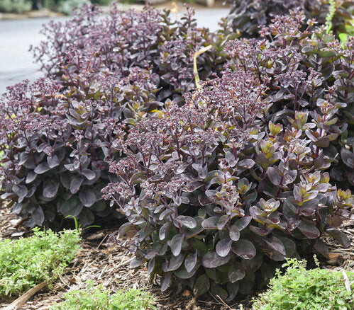 Back in Black Succulent - Stonecrop Sedum Succulent Plant from the Rock 'N Grow® Collection- - 1 gallon pot