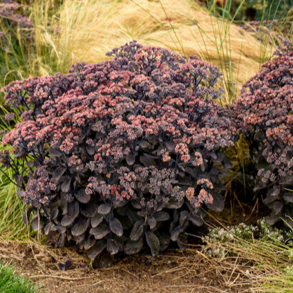 Back in Black Succulent - Stonecrop Sedum Succulent Plant from the Rock 'N Grow® Collection- - 1 gallon pot