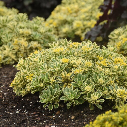 Boogie Woogie Stonecrop Sedum Succulent Plant by Rock 'N Low® Hybrid Stonecrop 1 Quart