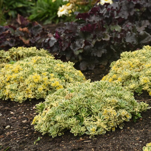 Boogie Woogie Stonecrop Sedum Succulent Plant by Rock 'N Low® Hybrid Stonecrop 1 Quart