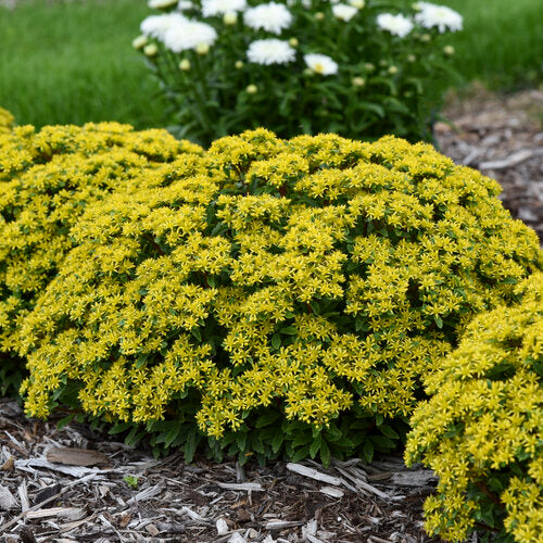 Bright Idea Succulent - Stonecrop Sedum Plant by Rock 'N Round® - 1 quart pot