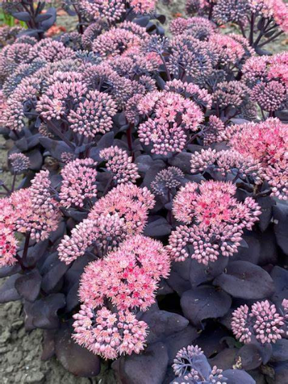 Sapphire Stonecrop Sedum Succulent Plant by Mojave Jewels™ - 1 gallon pot