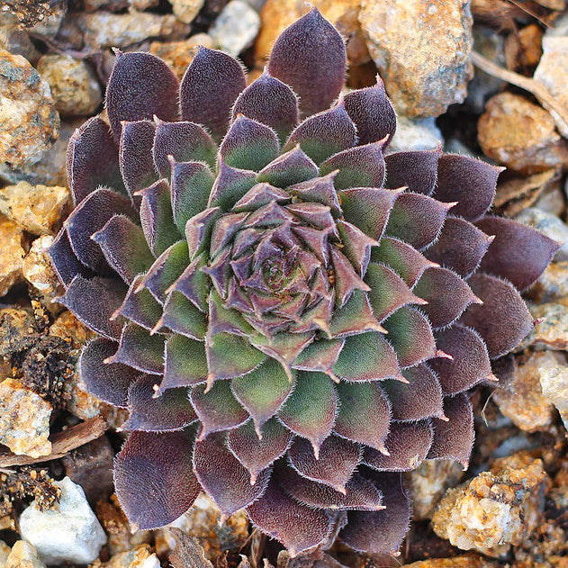 Pacific Red Tide Succulent - Hen and Chicks Plant Live Sempervivum Plant - 4 inch pot