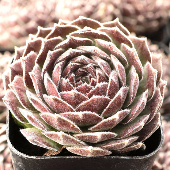 Pacific Spring Frost Succulent - Hens & Chicks Sempervivum Houseleek Plant - 4 inch pot