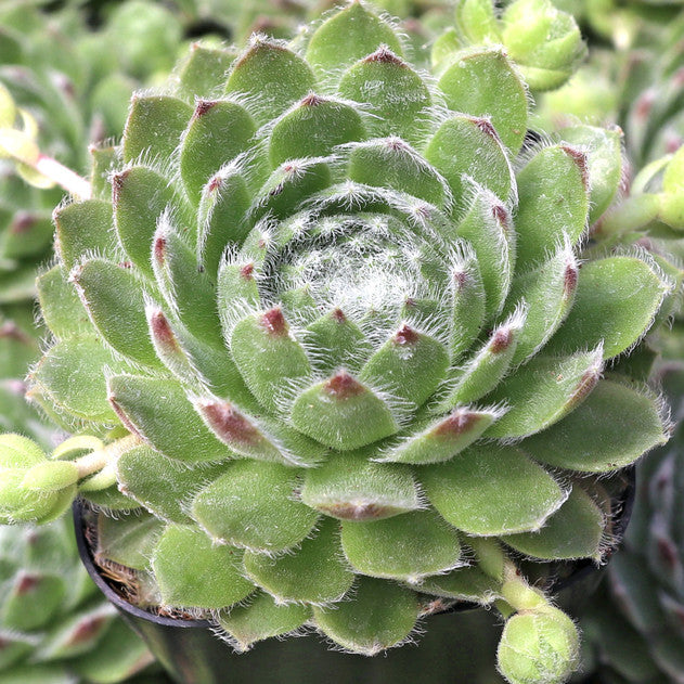 Powdered Pastry Succulent - Hens & Chicks Houseleek Sempervivum Plant by Chick Charms® - 4 inch pot