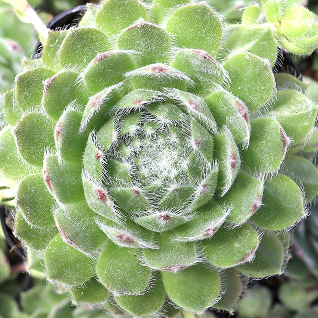 Powdered Pastry Succulent - Hens & Chicks Houseleek Sempervivum Plant by Chick Charms® - 4 inch pot