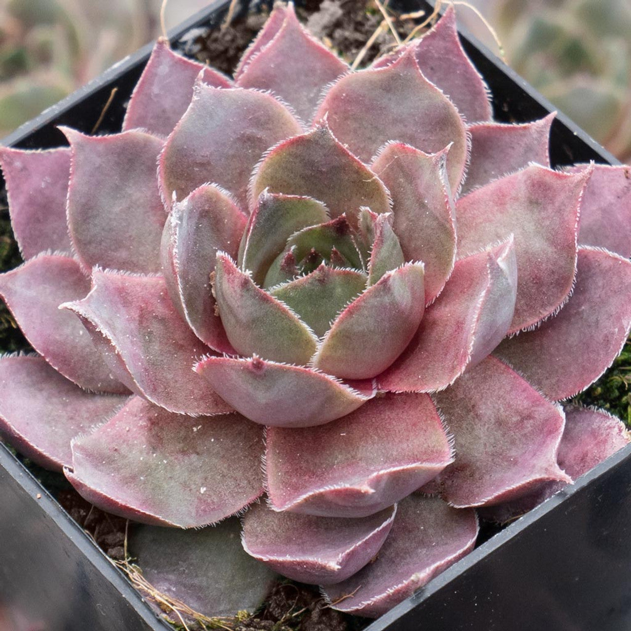 Silverine Succulent - Hens & Chicks Houseleek Sempervivum Plant - 4 inch pot