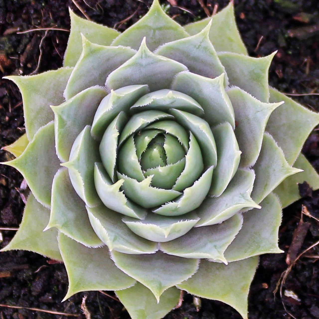 semp succulent Silverine Succulent - Hens & Chicks Houseleek Sempervivum Plant