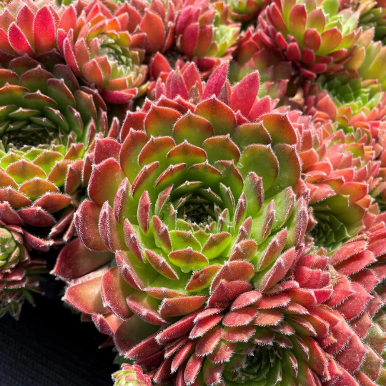 Sempervivum 'Hester' Hens and Chicks, 4" Pot Live Pot
