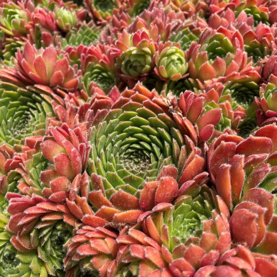 Sempervivum 'Hester' Hens and Chicks, 4" Pot Live Pot