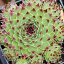 Sempervivum calcareum 'Mrs. Giuseppi' Hens & Chicks – 4-Inch Pot