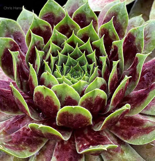Emerald Explosion Giant Succulent - Hens & Chicks Sempervivum Houseleek Plant by Chick Charms® Giants Collection - 6 inch pot