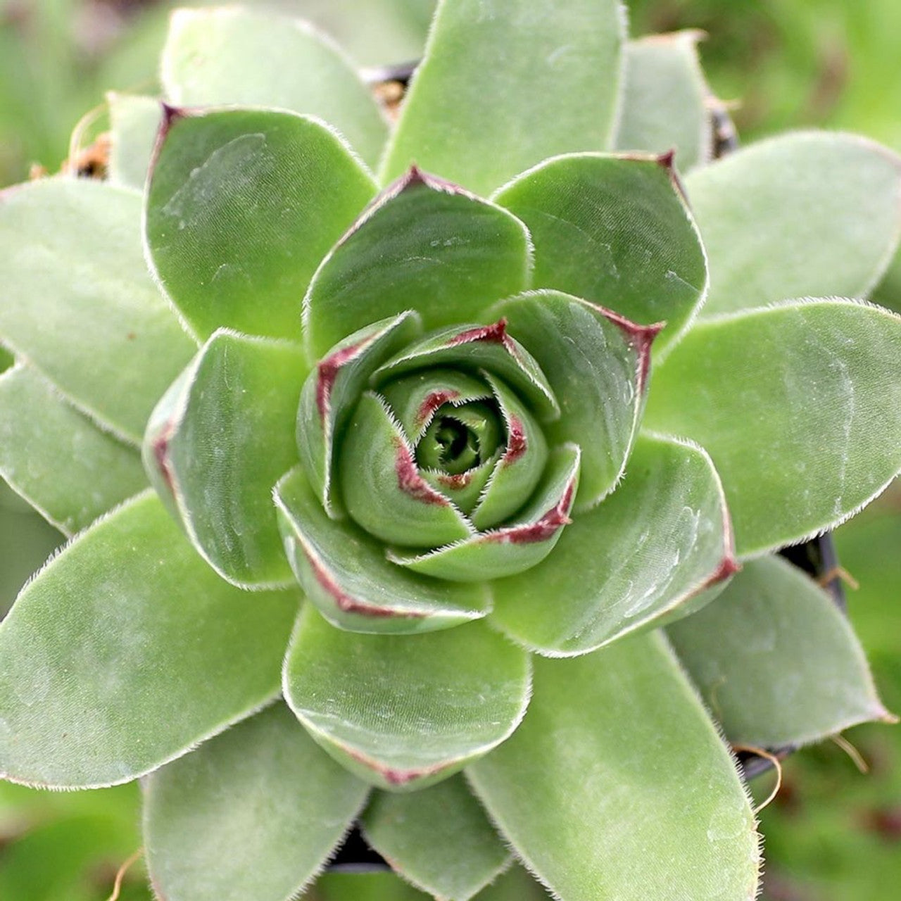 Pluto Succulent - Hens & Chicks Houseleek Sempervivum Plant - 4 inch pot