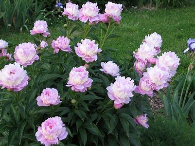 Sorbet Peony Plant - 1.5 gallon pot