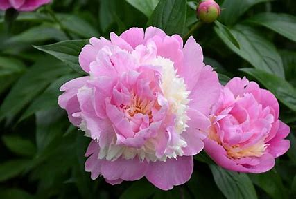 Sorbet Peony Plant - 1.5 gallon pot