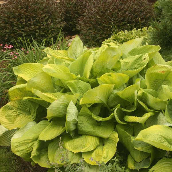 Plantain Lily Sum and Substance Hosta Plant - 1 gallon pot
