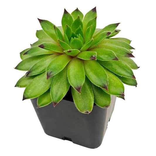 SuperSemps® Emerald | Hardy Hens & Chicks Succulent | Petal Pushers Nursery