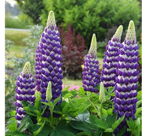 Blacksmith Lupine - Purple Lupinus Polyphyllus Plant by Westcountry™ - 2 gallon pot