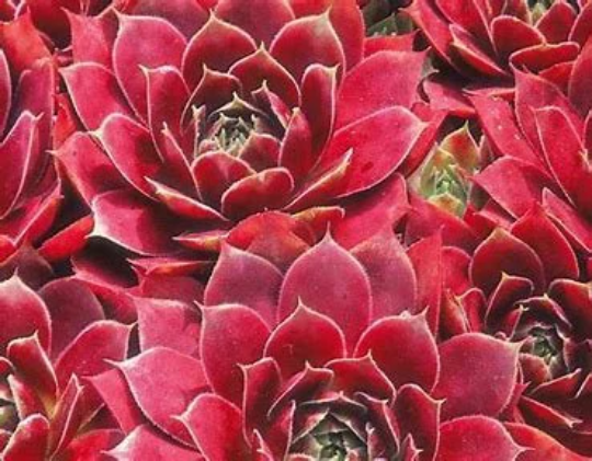 El Toro Succulent - Hens and Chicks Sempervivum Plant - 4 inch pot