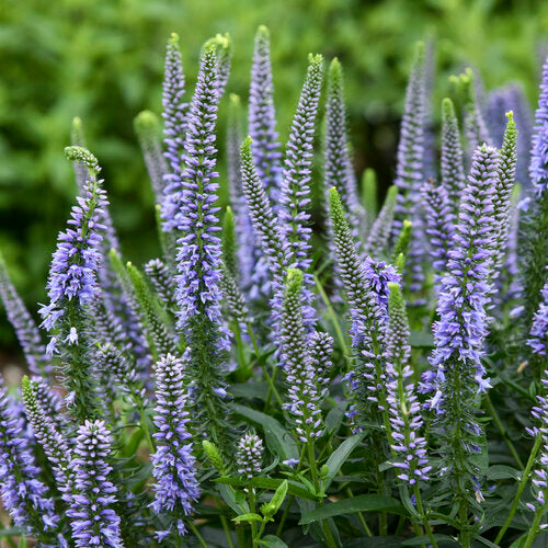 Ever After Veronica Plant from Magic Show® Series by Proven Winners™ - 1.5 gallon pot