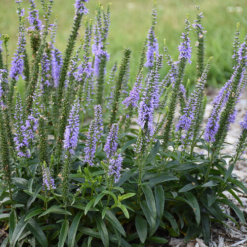 Ever After Veronica Plant from Magic Show® Series by Proven Winners™ - 1.5 gallon pot