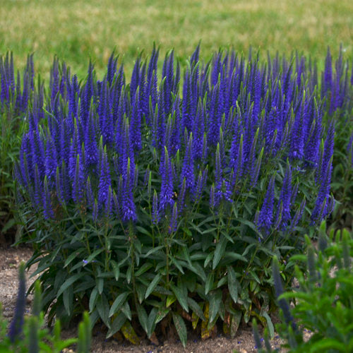 Wizard of Ahhs Veronica - Spike Speedwell Hybrid Plant from Magic Show® Series by Proven Winners™ - 1.5 gallon pot