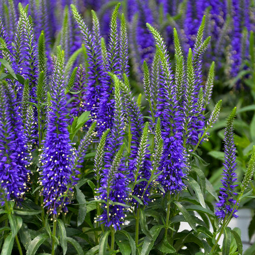 Wizard of Ahhs Veronica - Spike Speedwell Hybrid Plant from Magic Show® Series by Proven Winners™ - 1.5 gallon pot