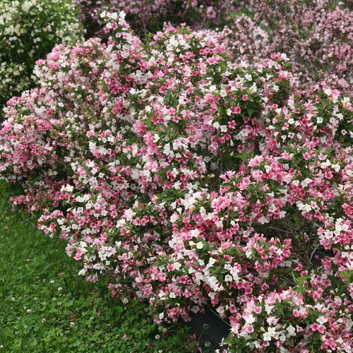 Czechmark Trilogy Weigela Florida Plant by Proven Winners™ - 1 gallon pot