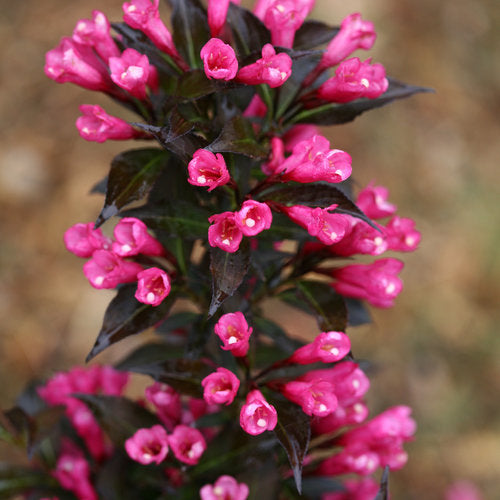 Spilled Wine Weigela Florida Plant by Proven Winners™ - 1 gallon pot