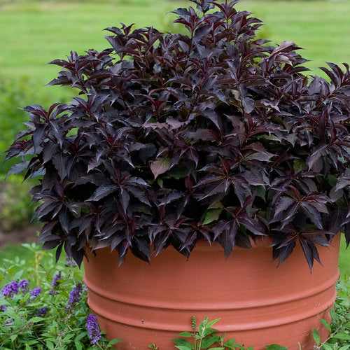 Spilled Wine Weigela Florida Plant by Proven Winners™ - 1 gallon pot