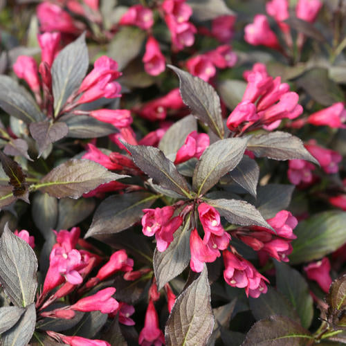 Spilled Wine Weigela Florida Plant by Proven Winners™ - 1 gallon pot