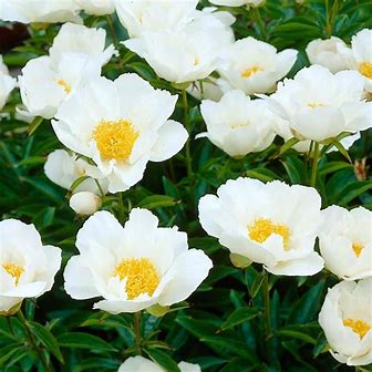 Krinkled White Peony Plant - 1.5 gallon pot