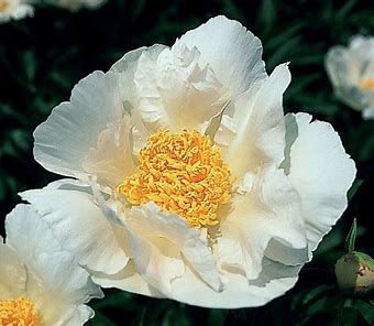 Krinkled White Peony Plant - 1.5 gallon pot
