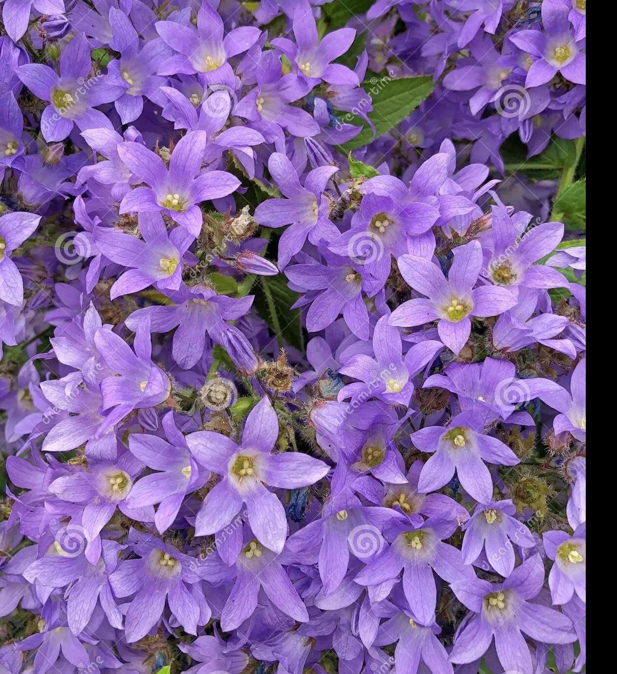The Campanula, also known as the Bellflower, has some of the most striking blues and purples in the plant world.