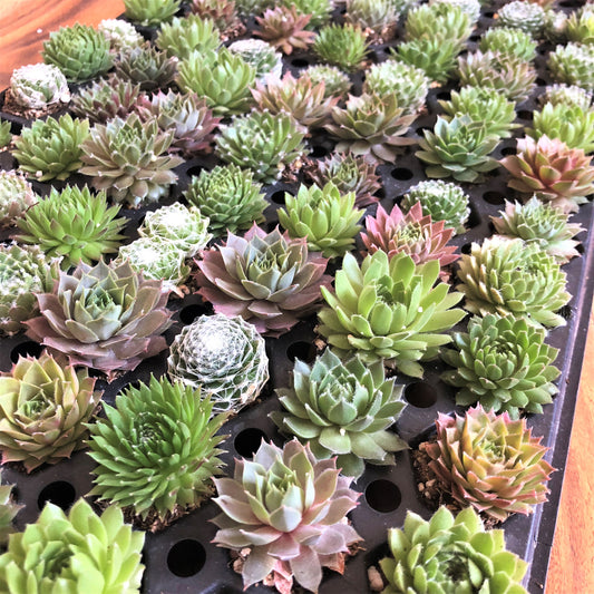 Sold in bulk and grower's choice we carry a huge selection of baby succulents. also known as houseleeks these cold hardy plants are popular for gifts and crafts.