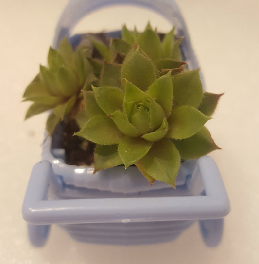 This little plastic baby carriage has three little succulents inside. These party favors will be grower's choice and the number of succulents in each carriage.