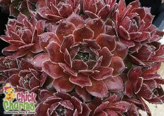 Berry Bomb Succulent - Hens and Chicks Sempervivum by Chick Charms™ - 4 inch pot