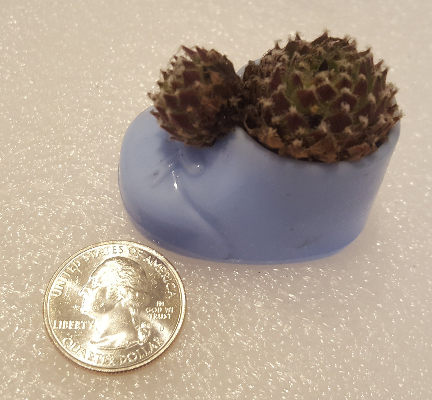 Small party favors to decorate for a baby shower or gender reveal. Sempervivum succulents, known as hen and chick plants are the perfect plant for a mother and baby theme.