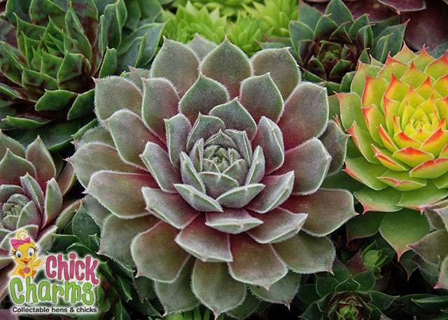 Silver Suede™ aka Neptune Sempervivum Succulent by Chick Charms® - 4" pot