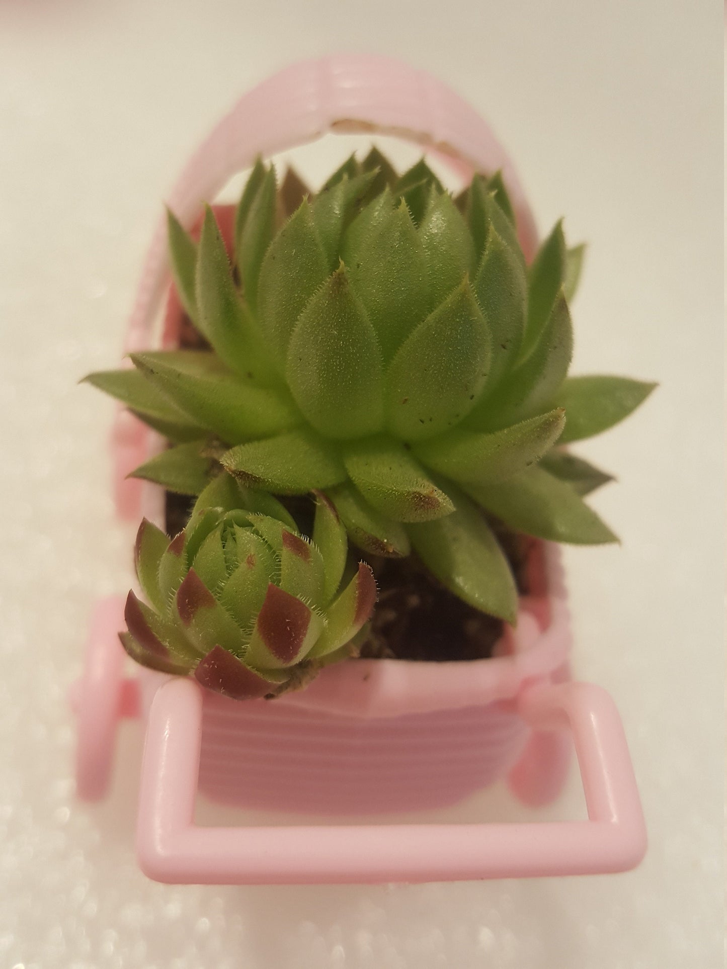 Pink baby carriages with little baby succulents make great party favors for your guests to take home. This shows a view of two green succulents with red tipped leaves.