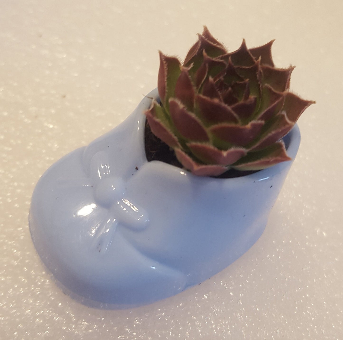 Blue Booties symbolize it's a boy and these cute party favors of plastic baby shoe and succulent plant will look adorable decorating your tables. Each booty will have its own live plant. Note that plants are growers choice as we have so many and so you'll get a variety of succulents.