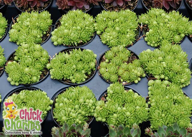 Key Lime Kiss™ Succulent Plant by Chick Charms® Hens & Chicks Sempervivum Plant 4" Pot