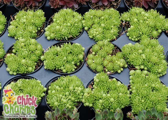 Chick Charms Key Lime Kiss Sempervivum Succulents