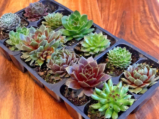These plants come in a variety of sizes and shapes. They're all young and will grow to different sizes depending on the plant.