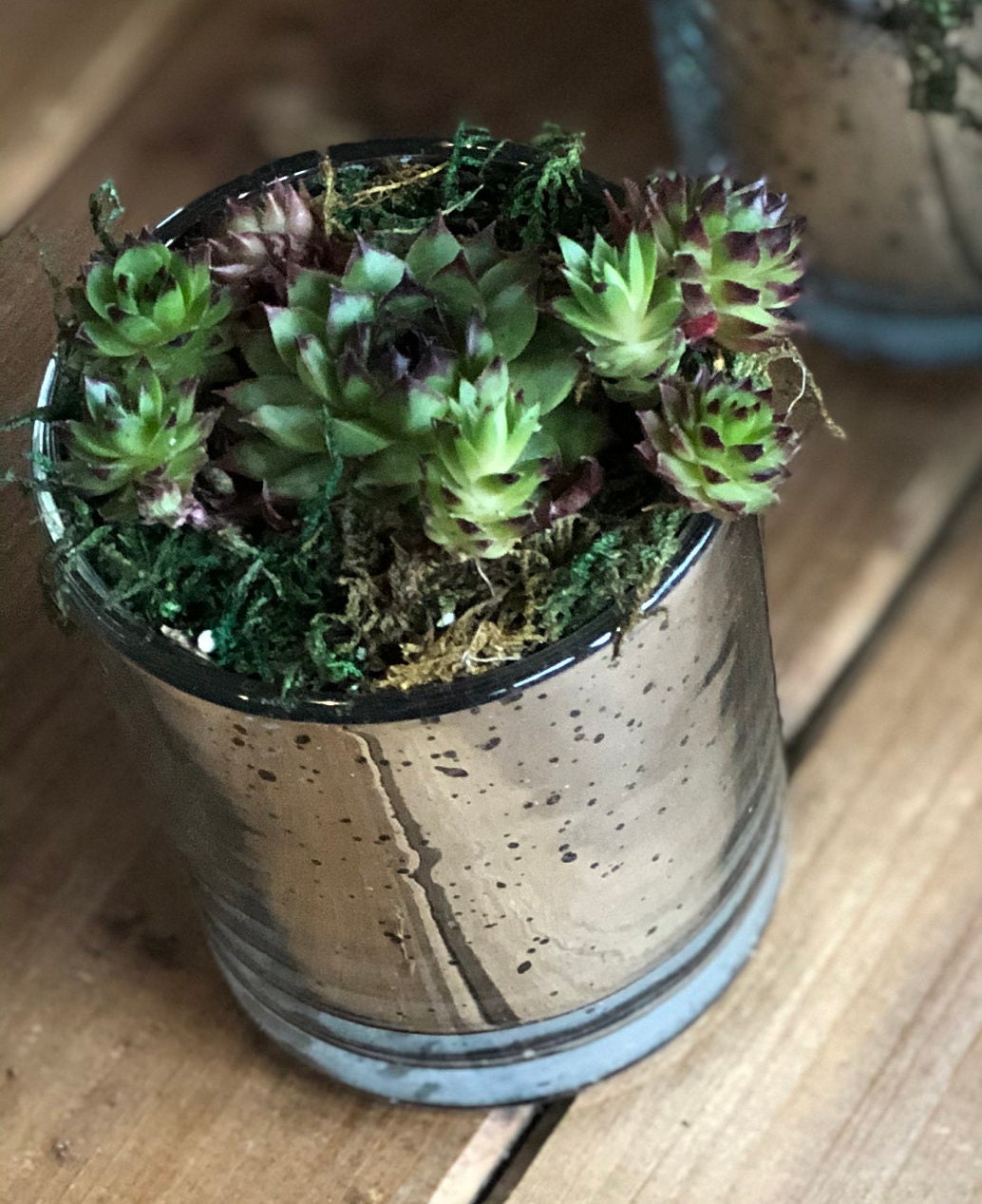 These small shot glass sized party favors are great for engagement parties, birthday parties, weddings, and more. Tarnished silver look of mercury glas with colorful baby succulents.