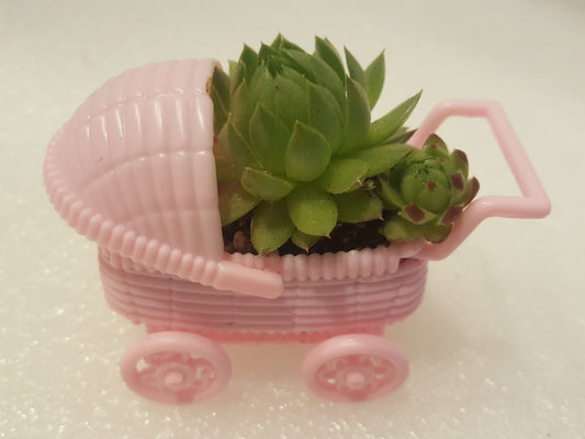 It's a girl! Cute party favors for gender reveal and baby shower parties. Small plastic pink baby carriage holds baby succulent plants that your guests can take home.
