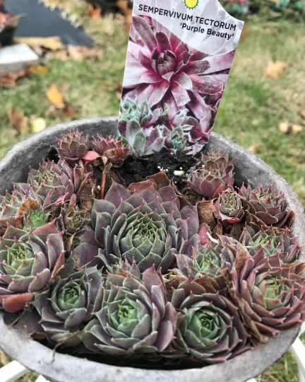 Sempervivum 'Purple Beauty', 4" Pot, Perennial, Succulent, Drought Resistant, Easy Maintenance, Rock Gardens