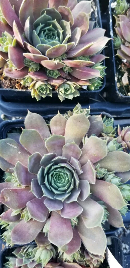 Sempervivum 'Purple Beauty', 4" Pot, Perennial, Succulent, Drought Resistant, Easy Maintenance, Rock Gardens