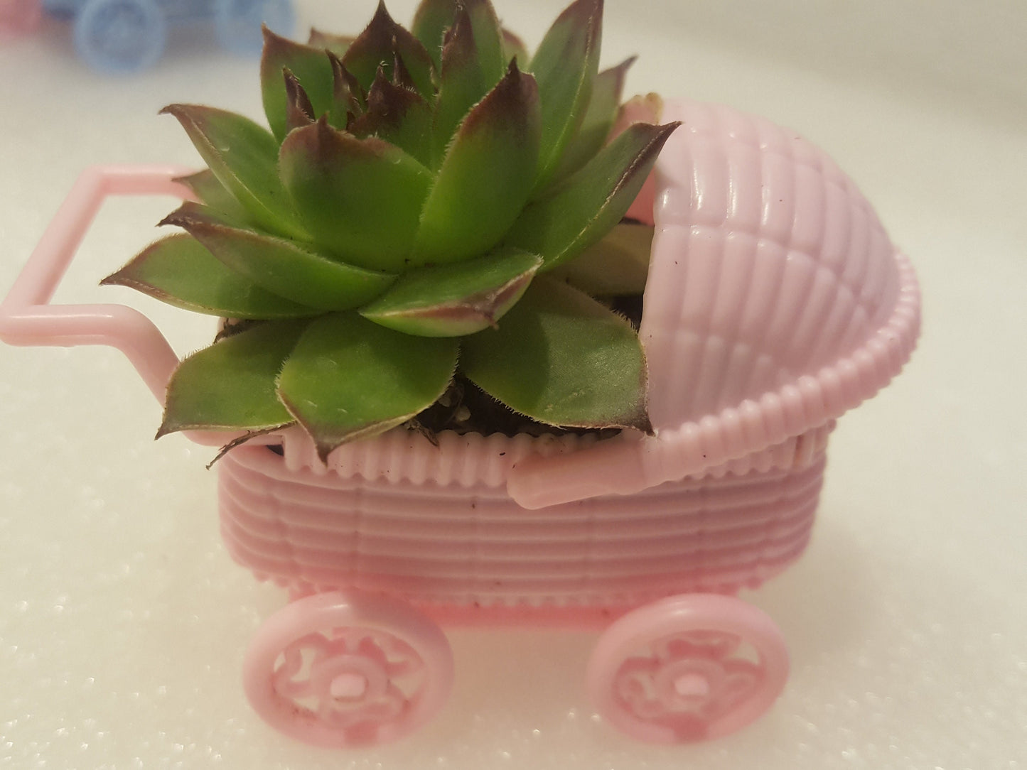 Cute party favors for baby showers and gender reveal parties. Living baby succulent resting in a pink baby carriage.
